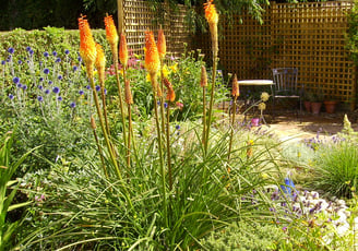 vibrant planting in a raised bed