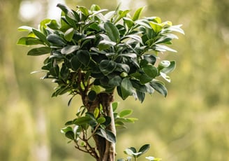 Ficus Ginseng Bonsai Tree