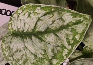 Scindapsus Silver Splash