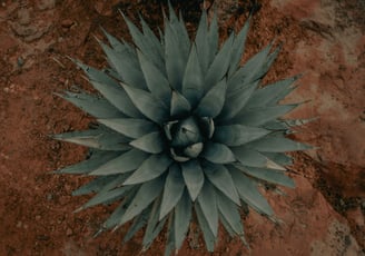 Agave Americana