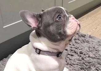 French Bulldog