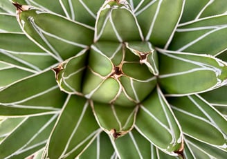 Agave victoriae-reginae plant