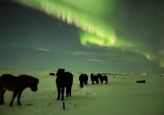 Aurora borealis or  Northern Lights near Selfoss, Iceland