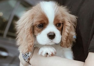 King Charles
