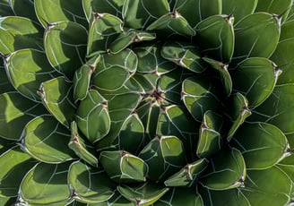 Agave Queen Victoria plant