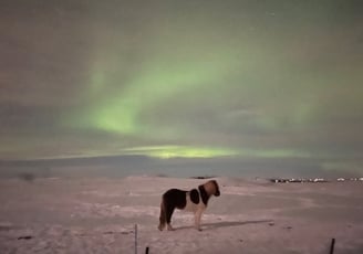 Aurora borealis or  Northern Lights near Selfoss, Iceland