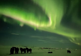 Aurora borealis or  Northern Lights near Selfoss, Iceland