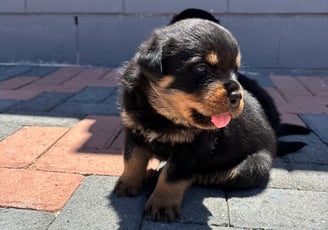 Rottweiler