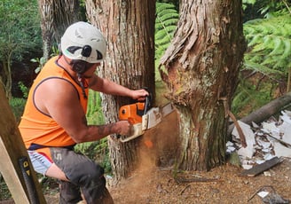 Chainsaw, Tree removal, Tree cutting, Tree, Safety, 