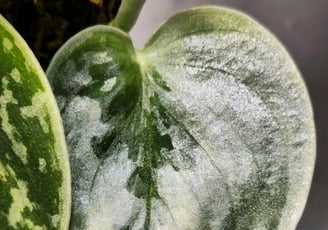 Scindapsus Silver Ann