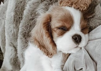 King Charles