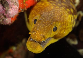 Mooray-eal in Garajau Nat Park Dive Reserve