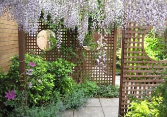 wisteria hanging from an archway with trellis