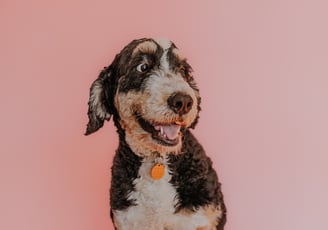 Maple, a bernedoodle female dog, sitting on a pink background
