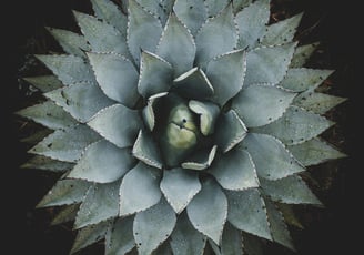 Agave cupreata plant