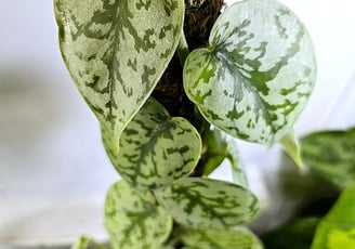 Scindapsus silver lady