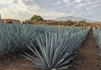 Commercial field of Agave plants