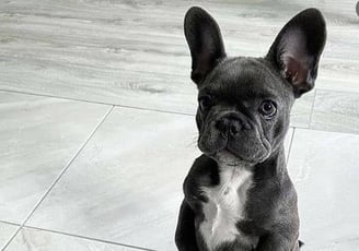 French Bulldog
