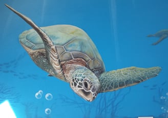 Détail d'une fresque de chambre d'enfant: une tortue de mer nage dans les fonds marins. Orgelet, 39.