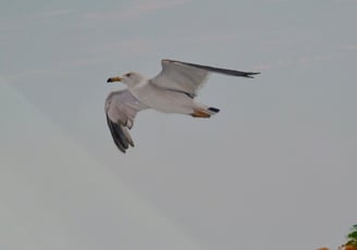 Détail d'une peinture décorative: une mouette vole au dessus de la mer. Jura, 39.