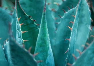 Agave parrasana plant