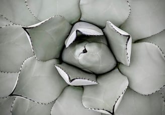 Agave Mescal plant