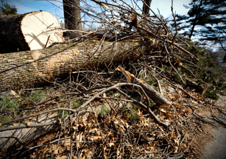 Park City Yard Debris Cleanup