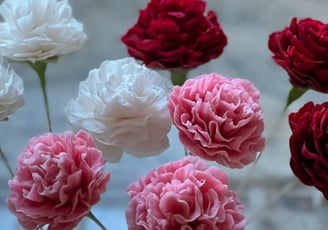 Carnation Sugar Flowers For Cakes