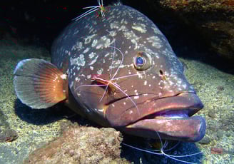 Dusky Grouper at Garajau Dive Reserve