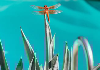 Blue Agave plant with a Dragonfly