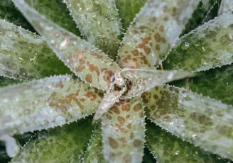 Mangave Pineapple Express Agave Hybrid