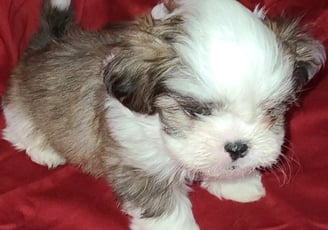 Registered Designer Breed Mai-Shi Pup for sale in Texas