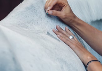 psychosomatische Shen Akupunktur für Pferde