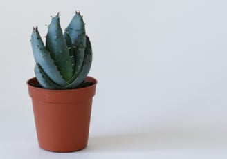 Agave pup in plastic pot