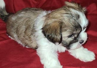 Registered Designer Breed Mal-Shi Pup for sale in Texas