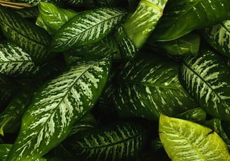 Dieffenbachia Nouvelle
