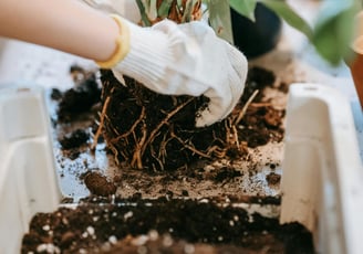 Aroid being repotted