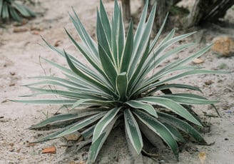 Agave viviparia plant