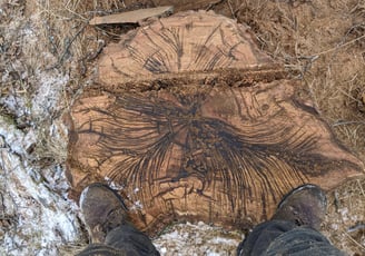 Tree rotting from the inside