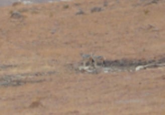 Vulture feeding project, Golden Gate Highlands National Park, South Africa