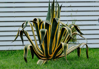 Agave Americana Variegata
