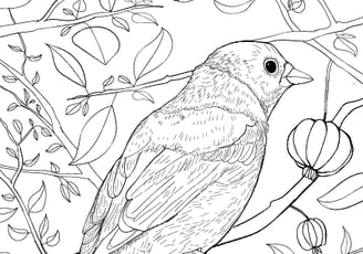 Download Gratuito - Saíra-sete-cores - Para Colorir - Coleção Aves Daqui.