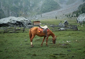 a brown horse grasing in the pasture