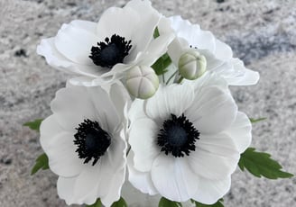 Sugar Flowers For Cakes Anemone