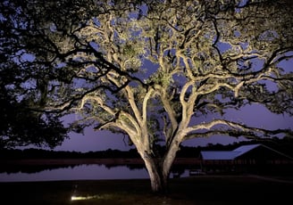 Large Oak tree with well lights in the lawn up lighting the branches and foliage