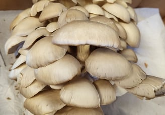 Our mushrooms grow in large clusters. Sold as a cluster or separated into baskets.