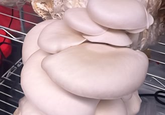 Kansas City Mushroom Co. monitors every step of the process to ensure consistent quality mushrooms.