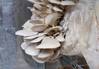 Kansas City Mushroom Company cultivates mushrooms in clean climated-controlled tents.