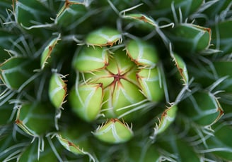Queen Victoria Agave plant