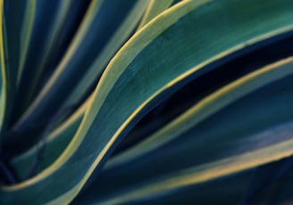 Variegated Agave plant
